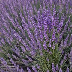 Naklejka premium A profuse bouquet of fragrant lavender blooms , closeup, purple bloom, photography