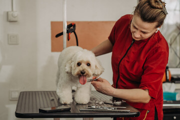 Toy poodle haircut by a professional hairdresser.