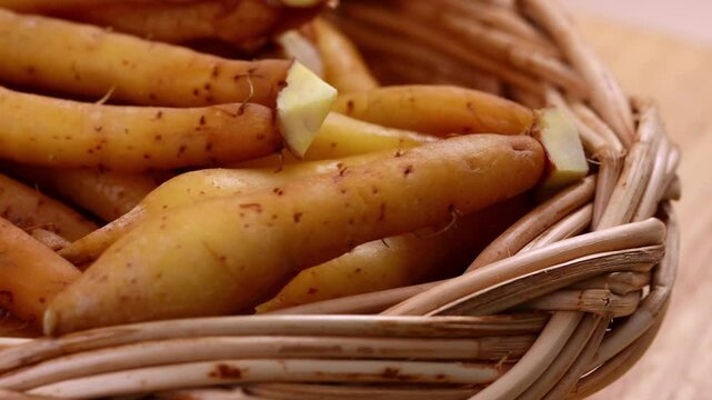 Fresh Finger root or Kaempfer (kachai)