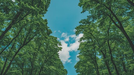 Obraz premium Looking Up at Clear Blue Sky Framed by Lush Green Tree Branches and Leaves, Capturing a Serene Natural Canopy Scene from Below in a Bright, Sunny Outdoor Setting