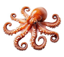 Obraz premium Octopus on transparent background