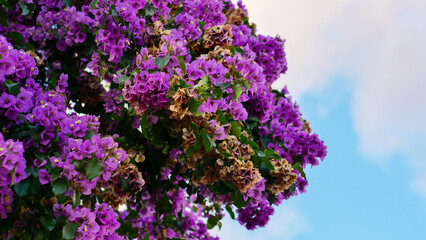 Obraz premium Purple flowers close-up, bloom and beauty, nature of the south of France, natural light
