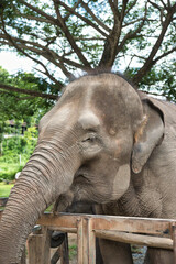 Fototapeta premium Chiang Mai, Thailand - August 10 2024: Big elephants walking in the Elephant Nature Park. Elephant jungle sanctuary for rescued elephants near Chiang Mai, Thailand. This was during a sunny day.