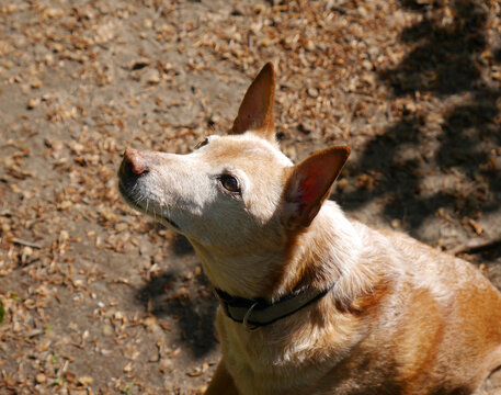 Senior Hund mit hellem, wei&szlig;em Fell sitzt brav und schaut nach oben