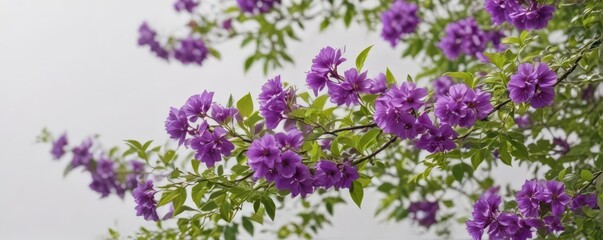 Fototapeta premium Vibrant purple blossoms, lush green leaves, white backdrop, nature, flowers, close-up