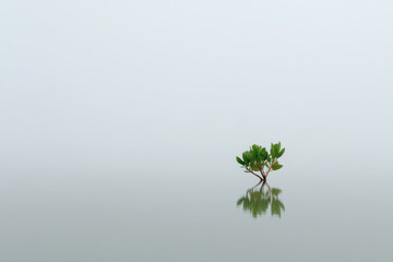 Obraz premium serene mangrove forest in cambodia under overcast sky showcasing soft light filtering through trees