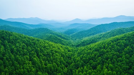 Naklejka premium Reforestation project showcasing lush green forest and mountain range