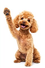 Fototapeta premium Playful dog raising a paw. A light brown poodle sits, playfully raising one paw in the air. Its mouth is open in a happy expression, and its fur is neatly trimmed