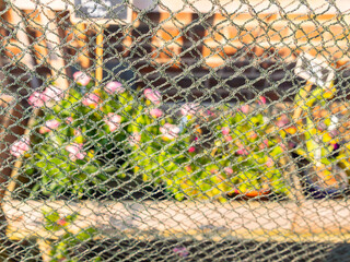 Colorful Flowers Behind Netting Fence