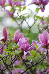 A bunch of pink flowers with green leaves. The flowers are in full bloom and are very pretty