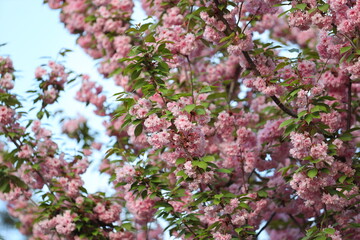 A tree with pink flowers is in full bloom. The pink flowers are scattered throughout the tree, with some blooms being larger than others. The tree is surrounded by a blue sky