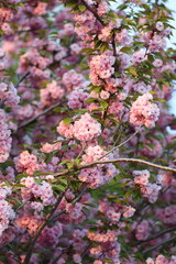 Pink flowers on a tree branch. The flowers are blooming and the tree is full of them
