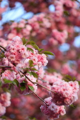Pink blossoms on a tree branch. The flowers are in full bloom and are very pretty. The tree is in a park and the sky is clear