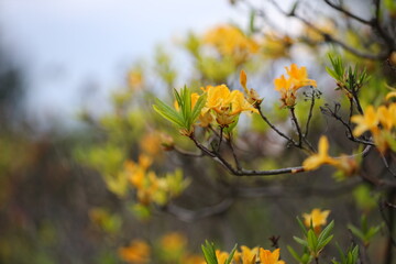A close up of yellow flowers with green leaves. The flowers are in full bloom and the leaves are green. The image has a peaceful and serene mood, as the flowers are in full bloom