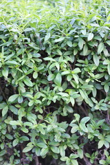 A bush with green leaves is shown in the image. The leaves are arranged in a way that creates a dense and lush appearance. Scene is one of tranquility and natural beauty