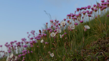 Fototapeta premium Fleurs du bord de mer en Bretagne