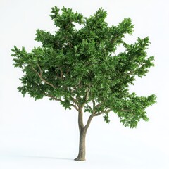 Obraz premium Isolated green tree illustration on white background