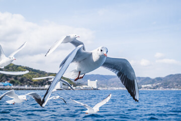 カモメ