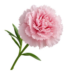 pink gerber daisy isolated on white 
