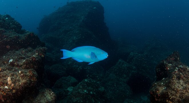 Blue Parrotfish in Volcanic Reef Habitat - A vibrant blue parrotfish gracefully swims amidst dark volcanic rock formations in the deep ocean. Symbolizing serenity, underwater life