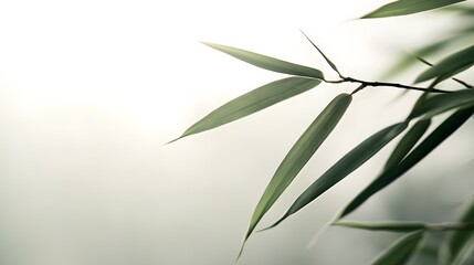 Fototapeta premium Serene Green Bamboo Leaves Nature s Tranquility in Soft Light