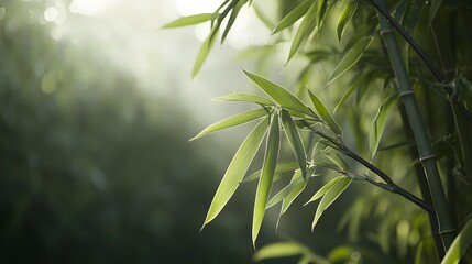 Naklejka premium Lush Green Bamboo Leaves Illuminated by Sunlight in a Tranquil Forest Setting