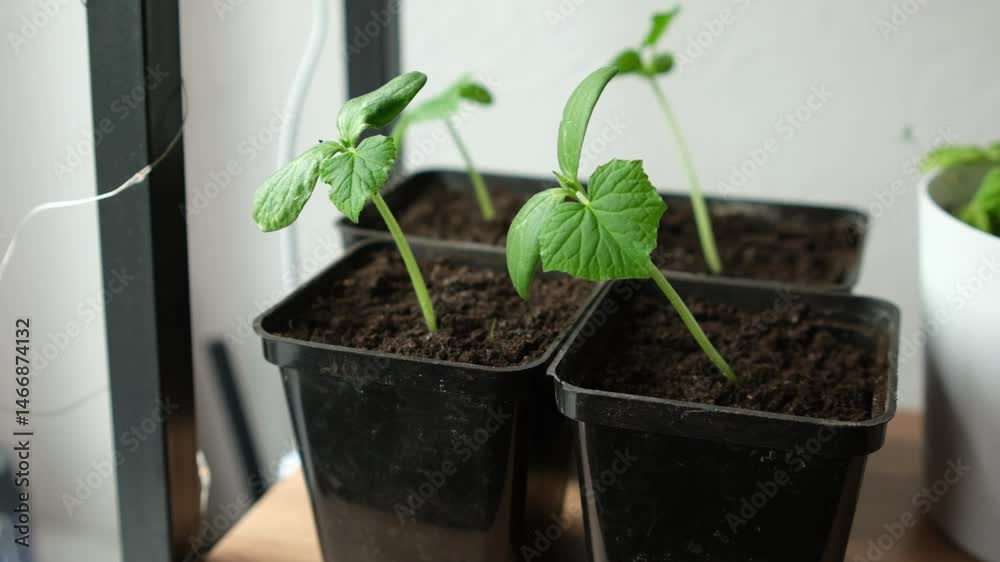 Poster caring for cucumber seedlings indoors with tips on growth and watering