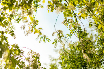 green leaves in the sun