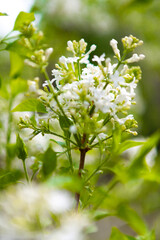 Fototapeta premium spring blossom in spring