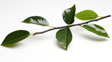 Fototapeta premium Branch with Green Leaves Still Life Against White Background Studio Shot Botanical Beauty Close Up Nature Photography
