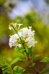 spring blossom in spring