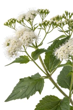 white snakeroot isolated on white background