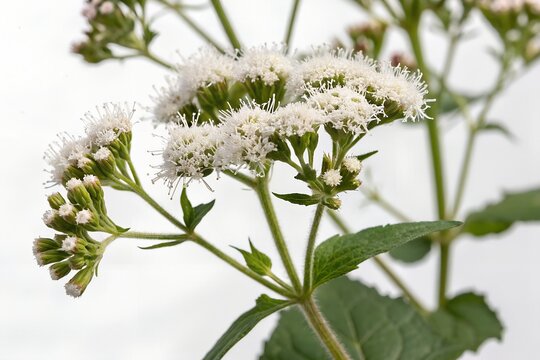 white snakeroot isolated on white background