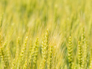 5月　麦の穂が育ってきた01.