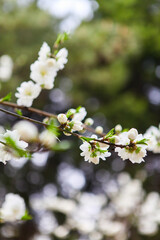 spring blossom in spring