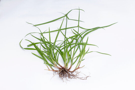 Nut grass (Cyperus rotundus Linn.) and seeds isolated whte background