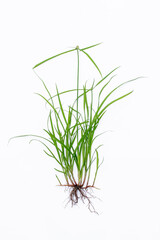 Nut grass (Cyperus rotundus Linn.) and seeds isolated whte background