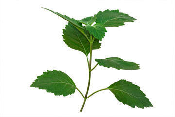 Patchouli leaf oil ingredient on white background isolated