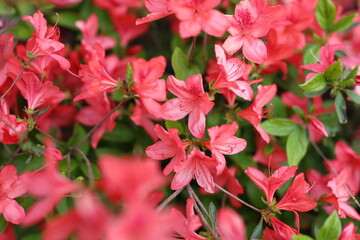 Fototapeta premium A close up of a bunch of red flowers with green leaves. The flowers are in full bloom and are very vibrant. Concept of beauty and freshness, as well as the idea of new beginnings and growth