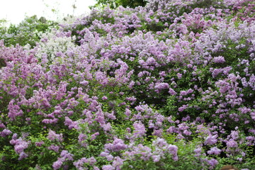 A field of purple flowers with some white flowers in the background. The flowers are in full bloom and the colors are vibrant