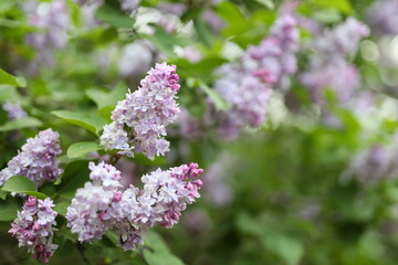 A close up of a purple flower with a green stem. The flower is surrounded by green leaves