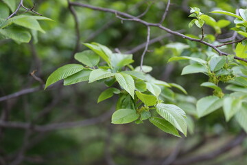 A tree with green leaves and branches. The tree is in a forest
