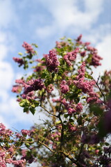 A tree with pink flowers is in the middle of a blue sky. The sky is clear and bright, and the flowers are in full bloom. Concept of beauty and tranquility