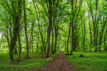 Fototapete bei efototapeten.de bestellen   
