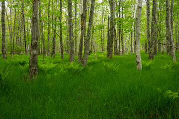 Birch Forest in Acadia National Park