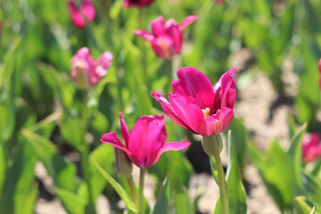 Very bright pink tulip, stamens visible, close-up. Flower with selective focus. Spring background. Growing flowers. Pink tulip in the park