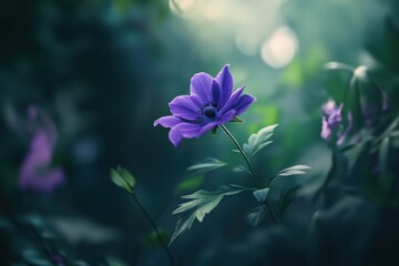 A delicate anemone flower with vibrant purple petals, surrounded by soft green foliage, captured in natural light. 