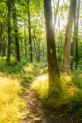 Blue Blaze on Forest Glowing in Morning Light