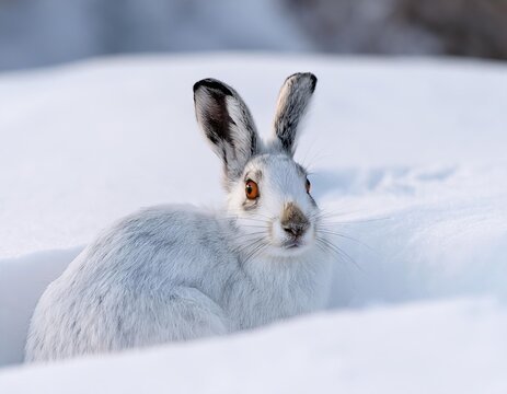 Snowshoe hare resting in snow during winter