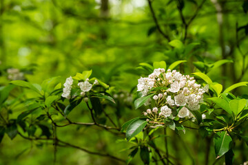 Buds of Mountain Laurel on Shrub in Shenandoah